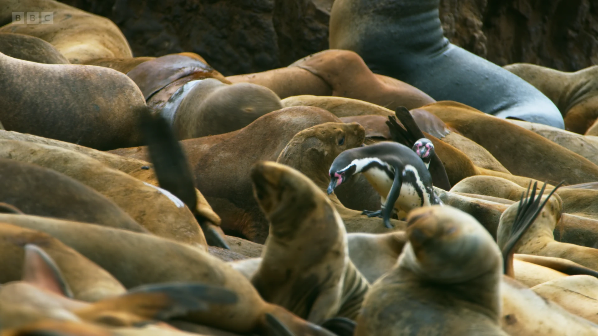South American sea lion (Otaria flavescens) as shown in Seven Worlds, One Planet - South America